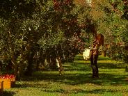Apple Picking at Verizzi's Farm - by Fischer S. Bessi